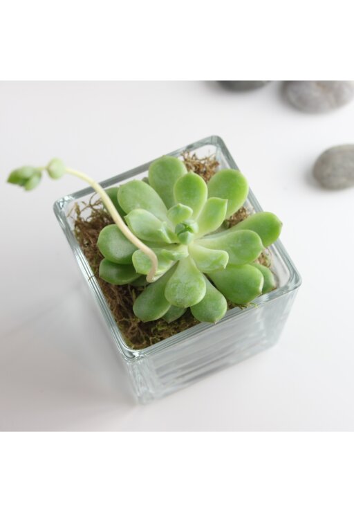 Эхеверия в стеклянном кубе 