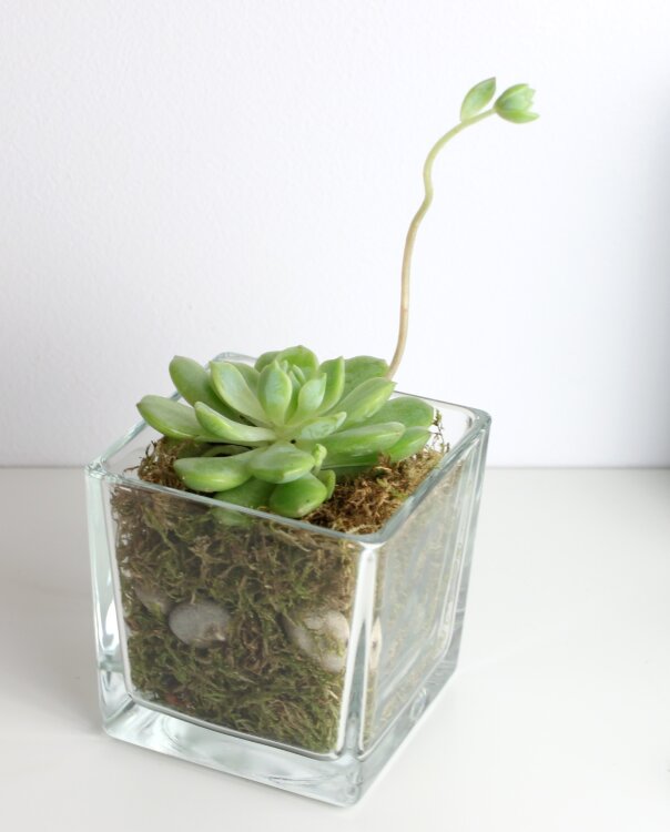 Эхеверия в стеклянном кубе 