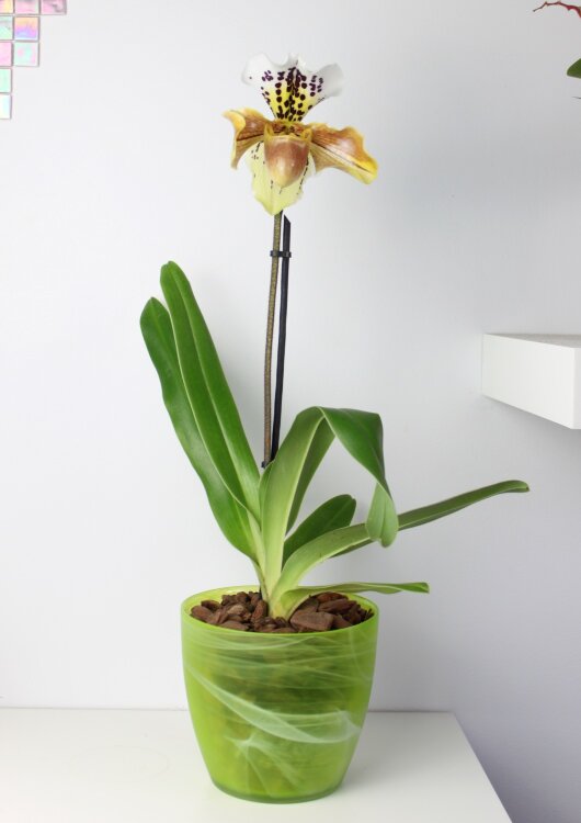 Орхидея Пафиопедилум в кашпо 