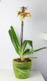 Орхидея Пафиопедилум в кашпо 