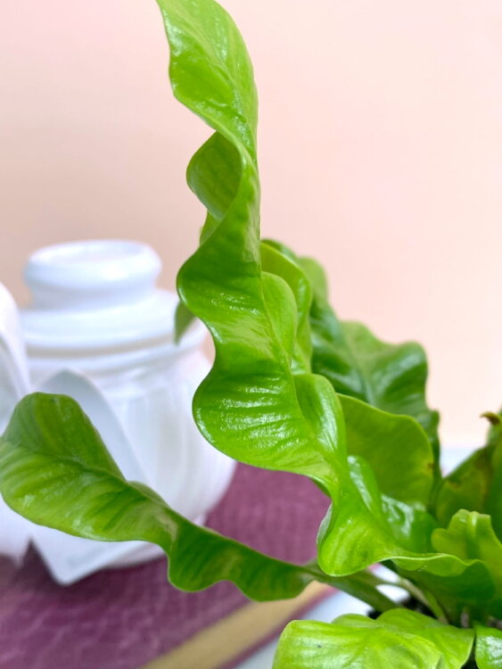 Асплениум Криспи Вейв ⌀6 15 см 