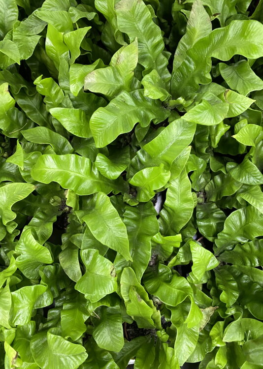 Асплениум Криспи Вейв ⌀6 15 см 