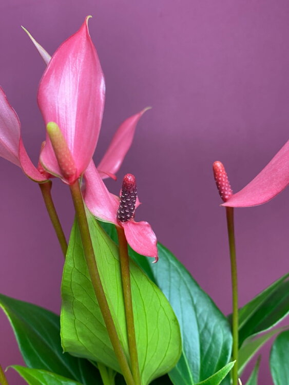 Антуриум Лили ⌀9 30 см 