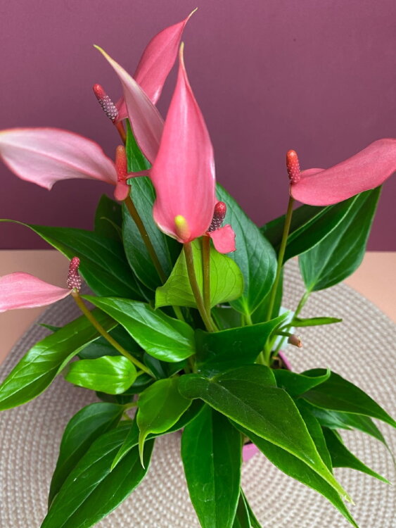 Антуриум Лили ⌀9 30 см 