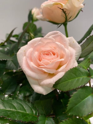 Роза Даника кремовая ⌀10 30 см