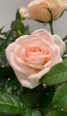 Роза Даника кремовая ⌀10 30 см 