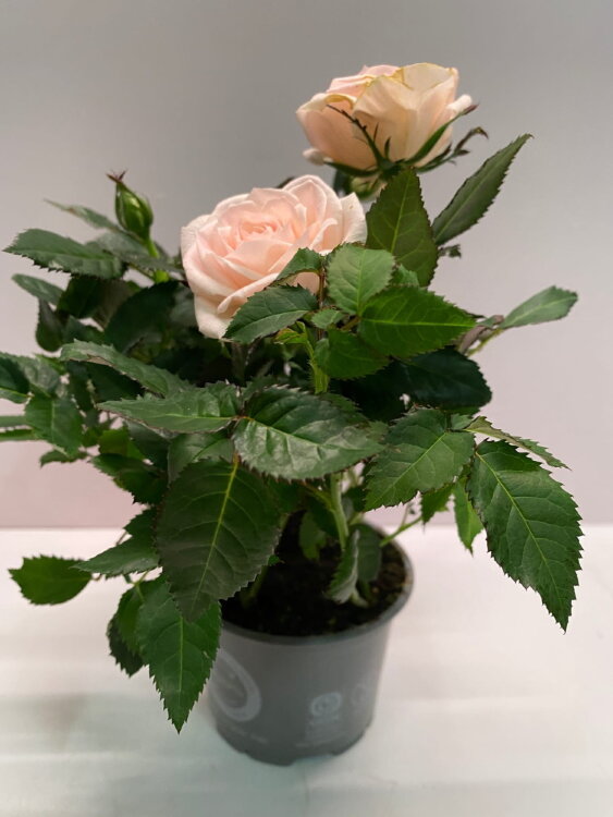 Роза Даника кремовая ⌀10 30 см 