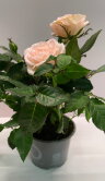Роза Даника кремовая ⌀10 30 см 