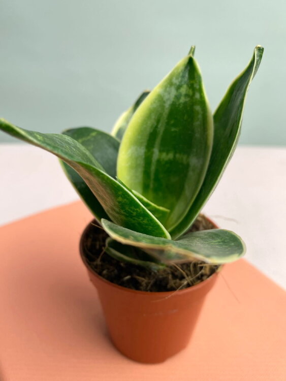 Сансевиерия Джейд Ханни ⌀6 10 см  Сансевиерия Джейд Ханни ⌀6 10 см