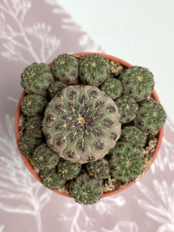 Сулькоребуция Рауши ⌀5 