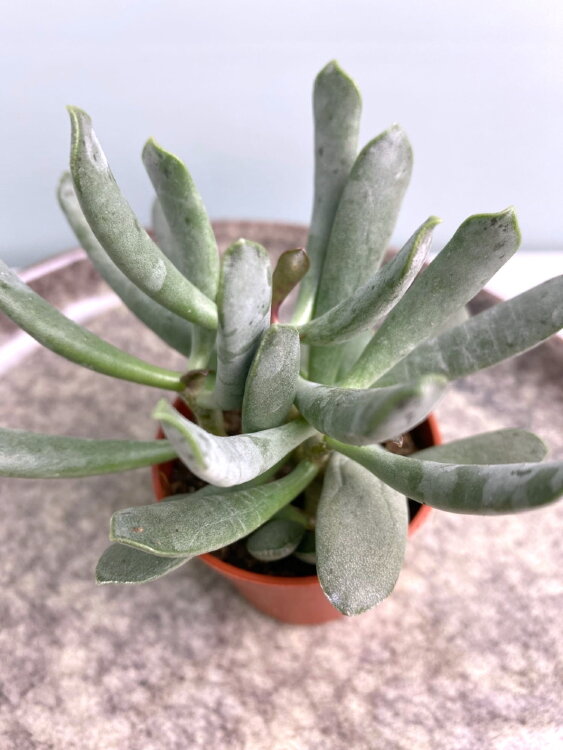 Адромискус Филикаулис ⌀5 