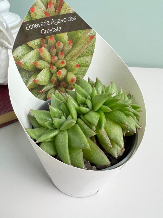 Эхеверия Агавовидная кристатная ⌀7 