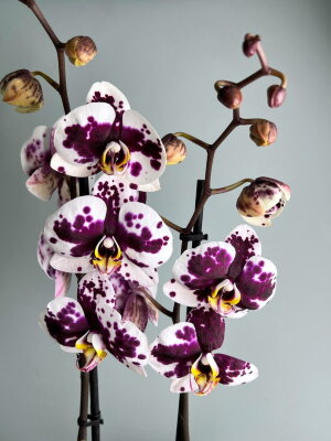 Орхидея Фаленопсис Мурсия 2 ст