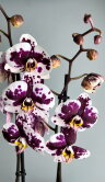 Орхидея Фаленопсис Мурсия 2 ст 