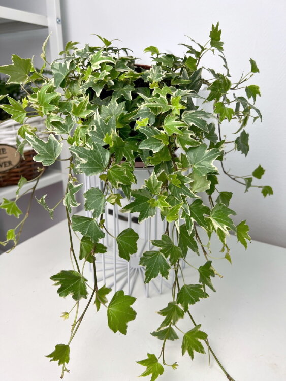 Хедера хеликс Вайт Риппл ⌀13 50 см 