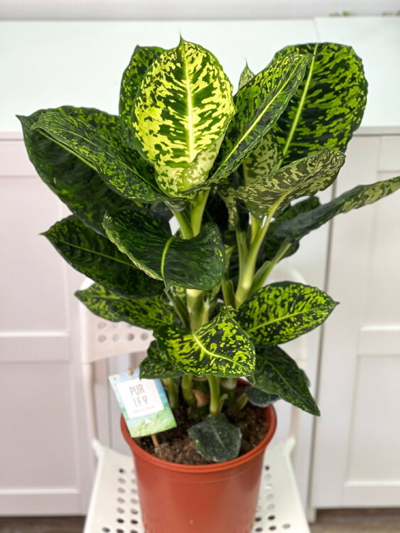 Диффенбахия Рефлектор ⌀24 80 см 