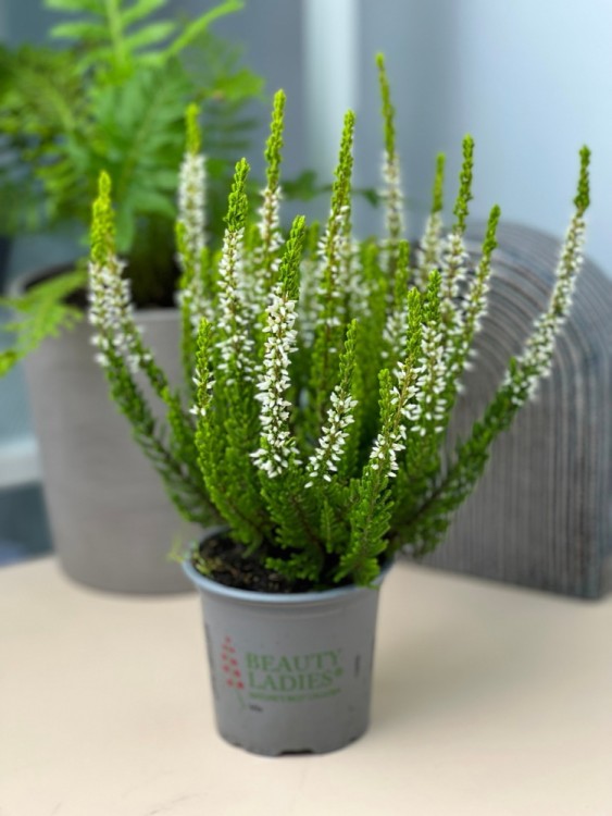 Вереск белый ⌀9 