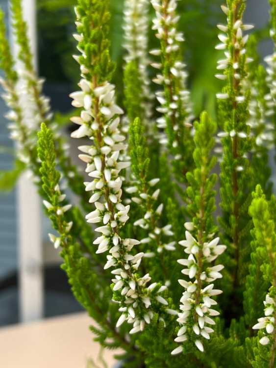 Вереск белый ⌀9 