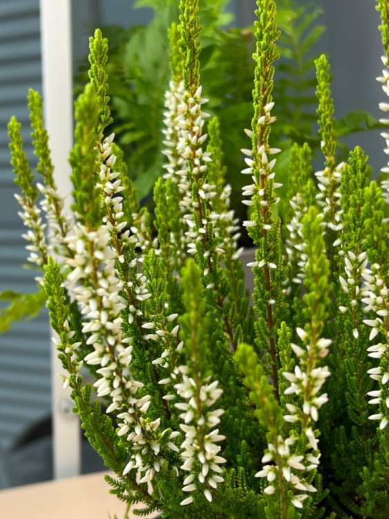 Вереск белый ⌀9 