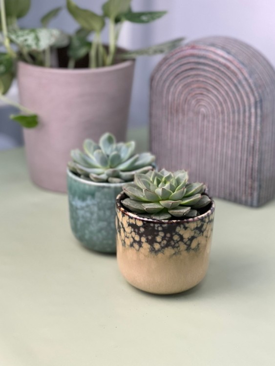 Эхеверия в керамике Море малая 