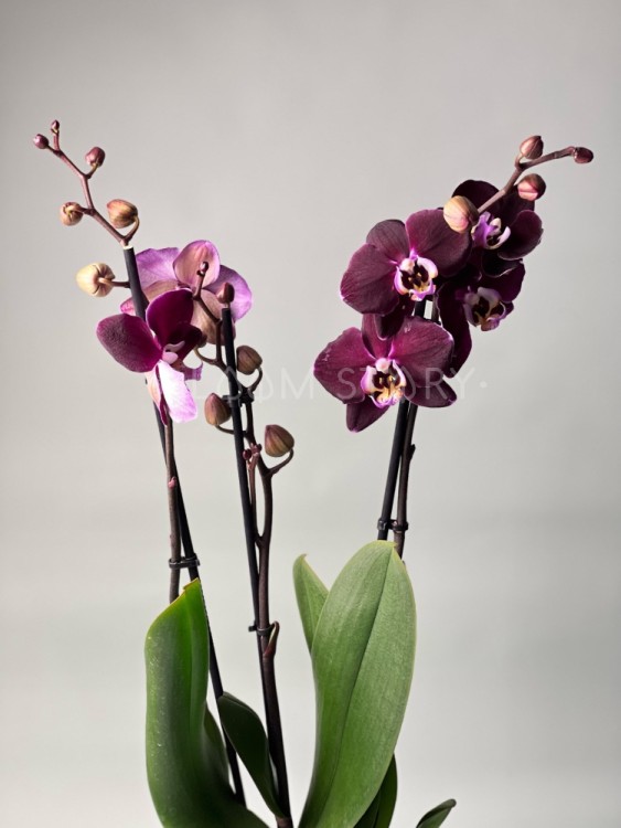 Орхидея Фаленопсис Магдалена ⌀12 60 см 