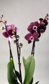 Орхидея Фаленопсис Магдалена ⌀12 60 см 