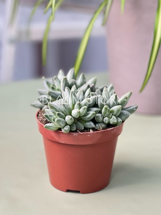 Пахифитум Компактум ⌀8 