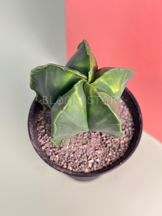 Астрофитум Нудум Вар (Ansu) ⌀8 