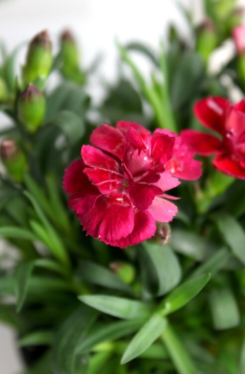 Гвоздика красная в кашпо 