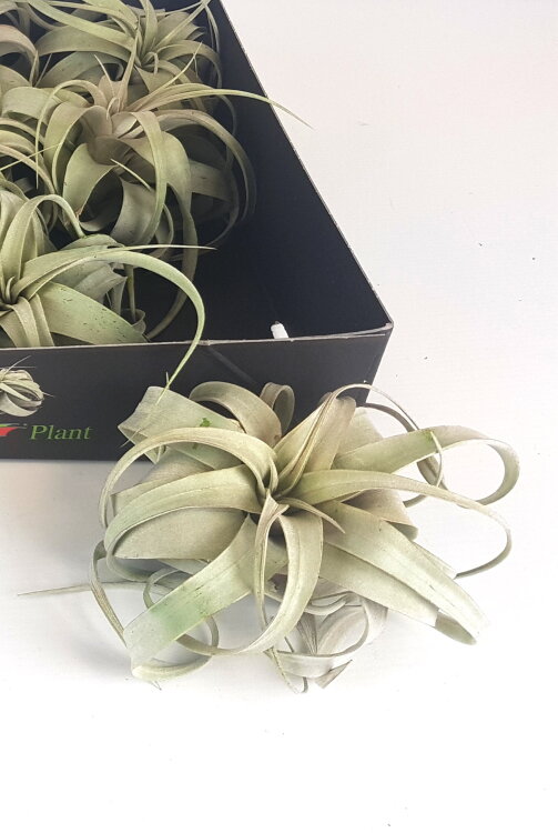 Тилландсия Ксерографика 