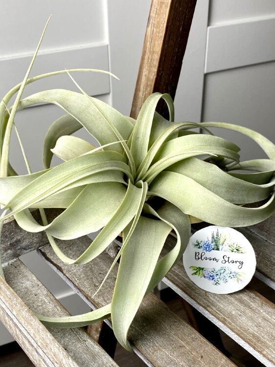 Тилландсия Ксерографика 