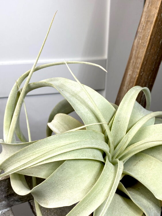 Тилландсия Ксерографика 