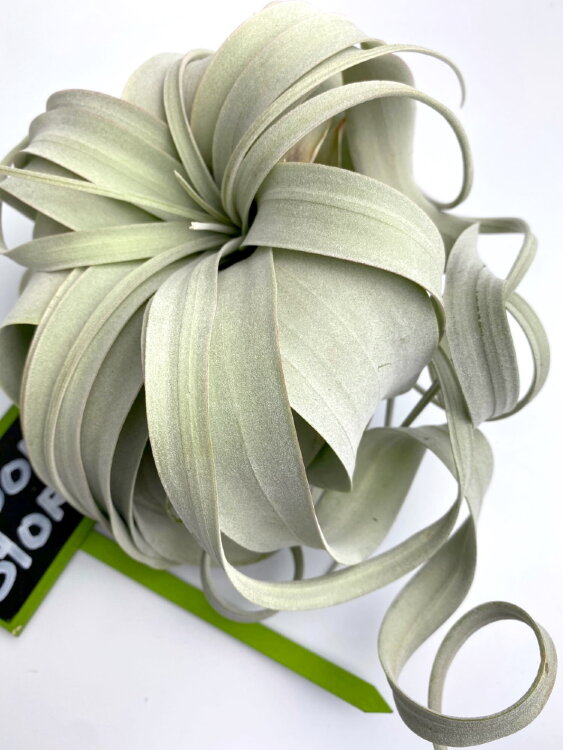 Тилландсия Ксерографика 