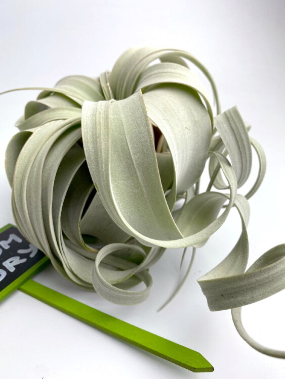 Тилландсия Ксерографика 