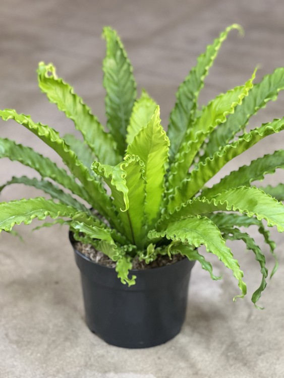 Асплениум Антикум Осака ⌀23 65 см 