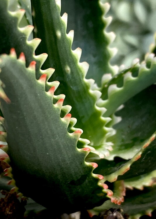 Алоэ Красный Дракон ⌀10 