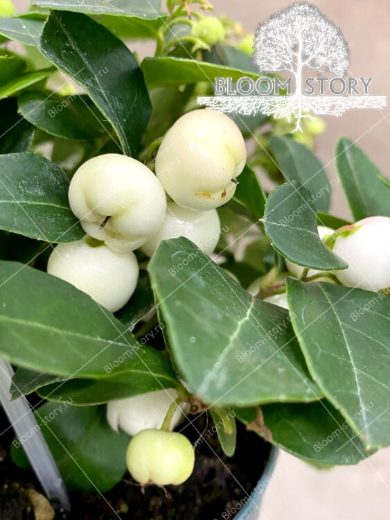 Гаультерия белая ⌀11 30 см 