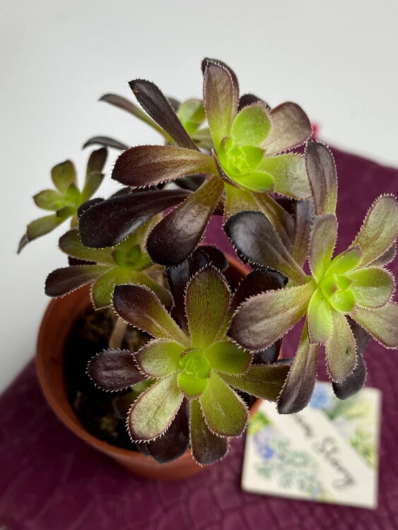 Эониум Арбореум Атропурпуреум ⌀5 