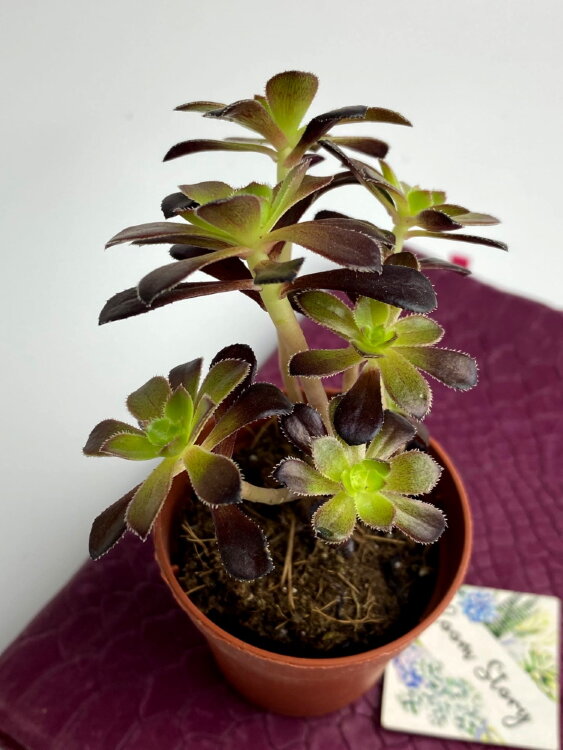 Эониум Арбореум Атропурпуреум ⌀5 