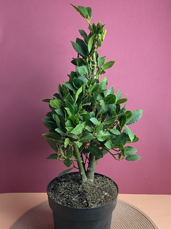 Лавр нобилис пирамида ⌀17 60 см 