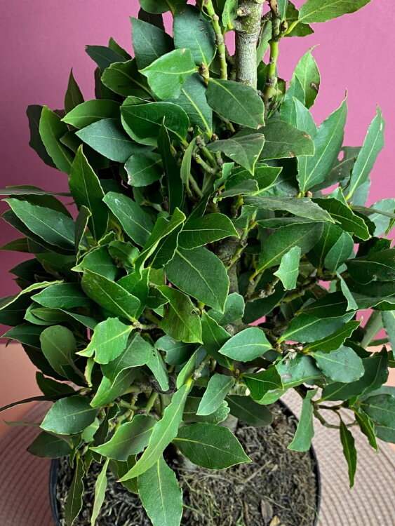 Лавр нобилис пирамида ⌀17 60 см 