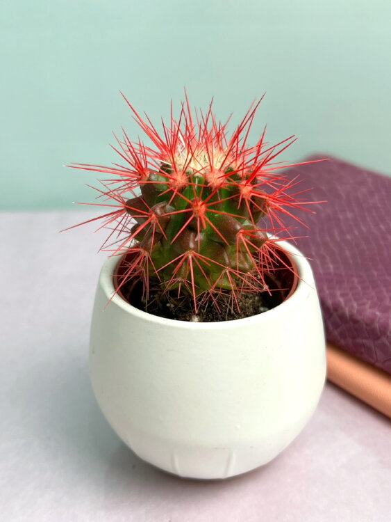 Кактус цветной Грузони ⌀5 