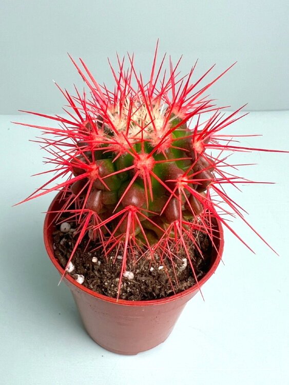 Кактус цветной Грузони ⌀5 