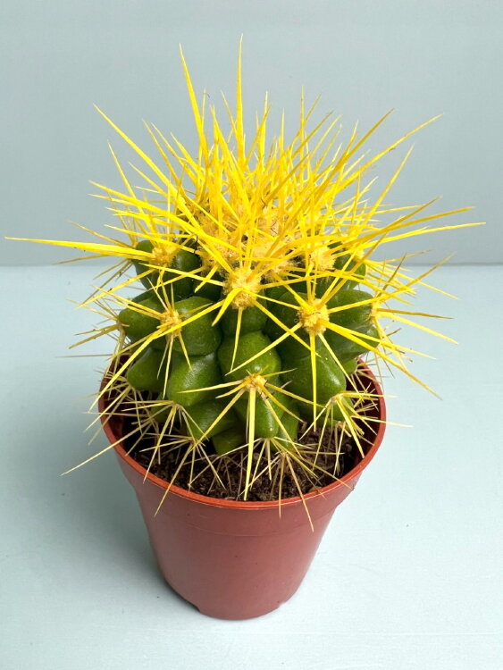 Кактус цветной Грузони ⌀5 