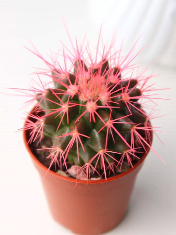 Кактус цветной Грузони ⌀5 