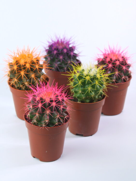 Кактус цветной Грузони ⌀5 