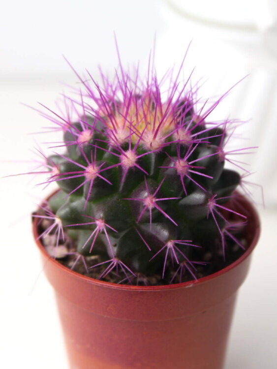 Кактус цветной Грузони ⌀5 