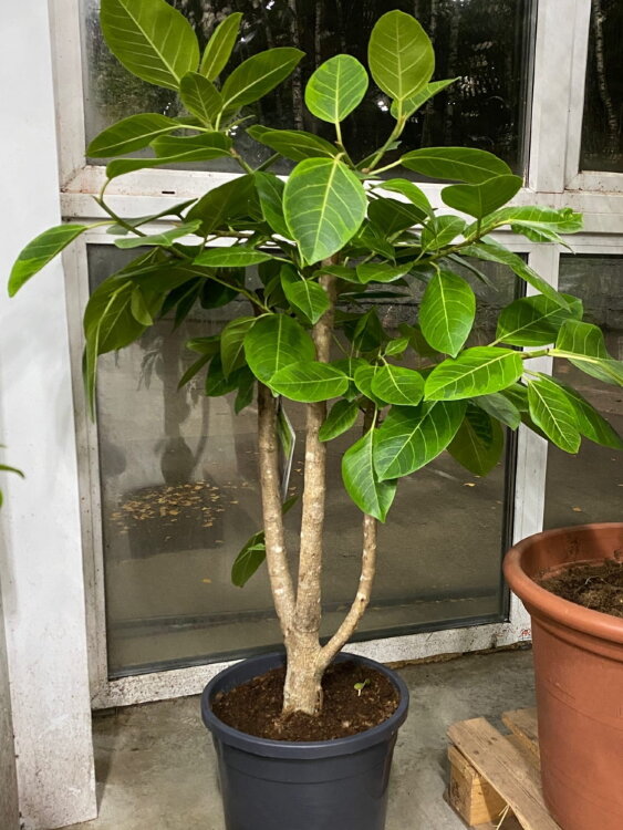 Фикус бенгальский Альтиссима ⌀31 130 см 