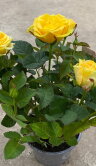 Роза Даника жёлтая ⌀10 30 см 