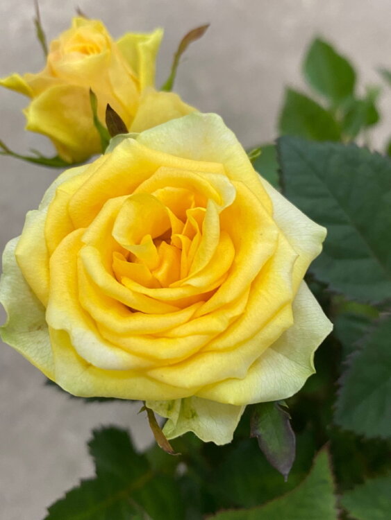 Роза Даника жёлтая ⌀10 30 см 